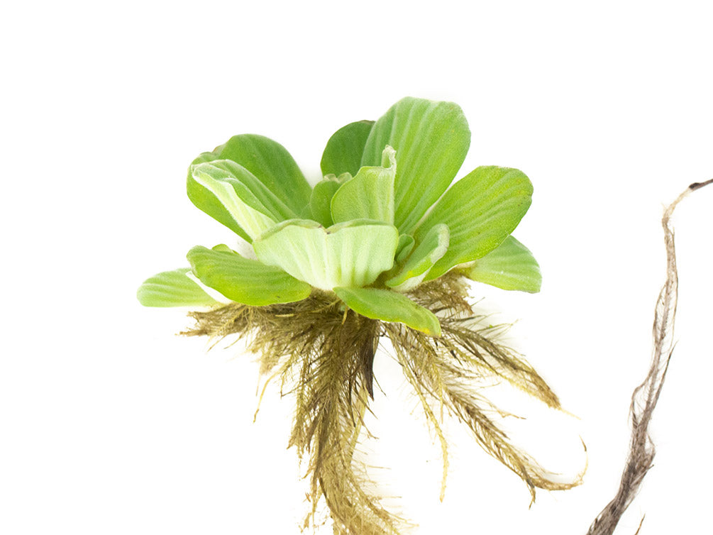 Water Lettuce (Pistia stratiotes), Regular and Jumbo