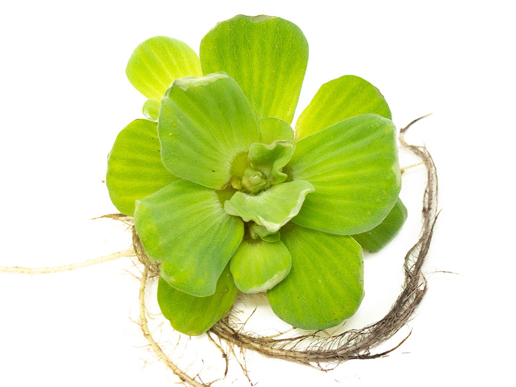 Water Lettuce (Pistia stratiotes), Regular and Jumbo