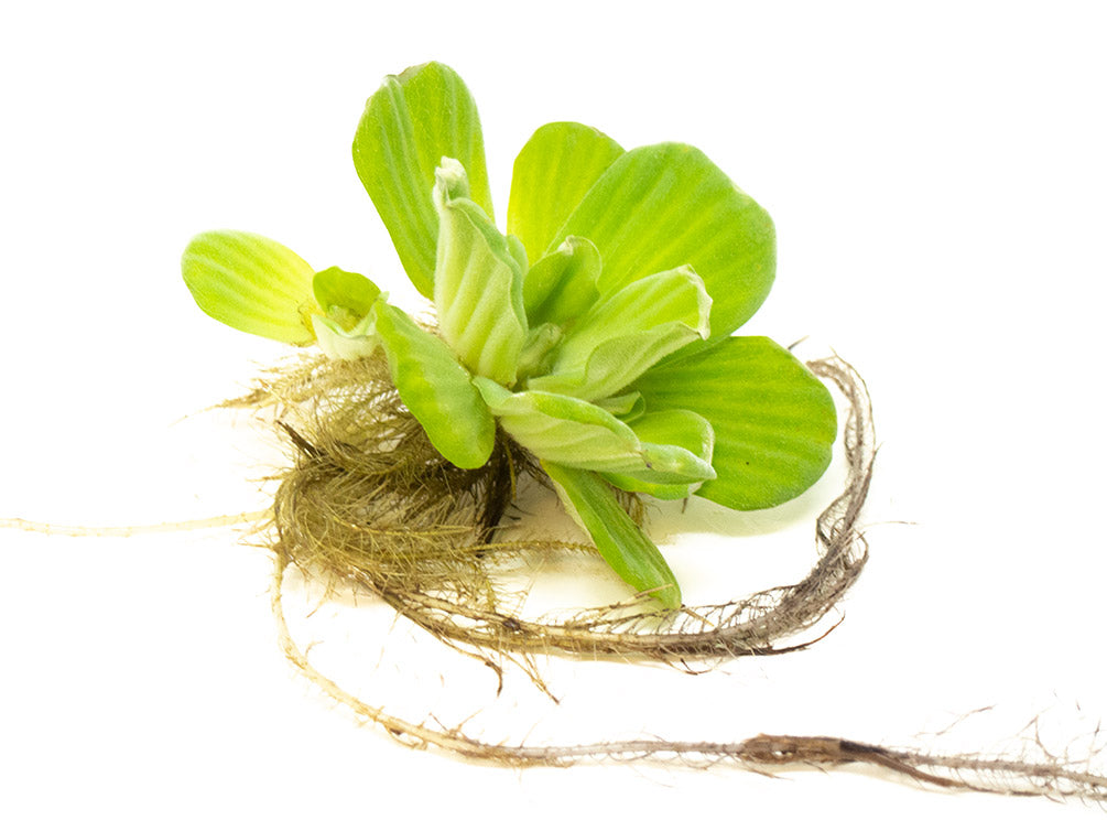 Water Lettuce (Pistia stratiotes), Regular and Jumbo