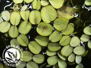 Water Spangles (Salvinia minima), Aquatic Arts Grown!