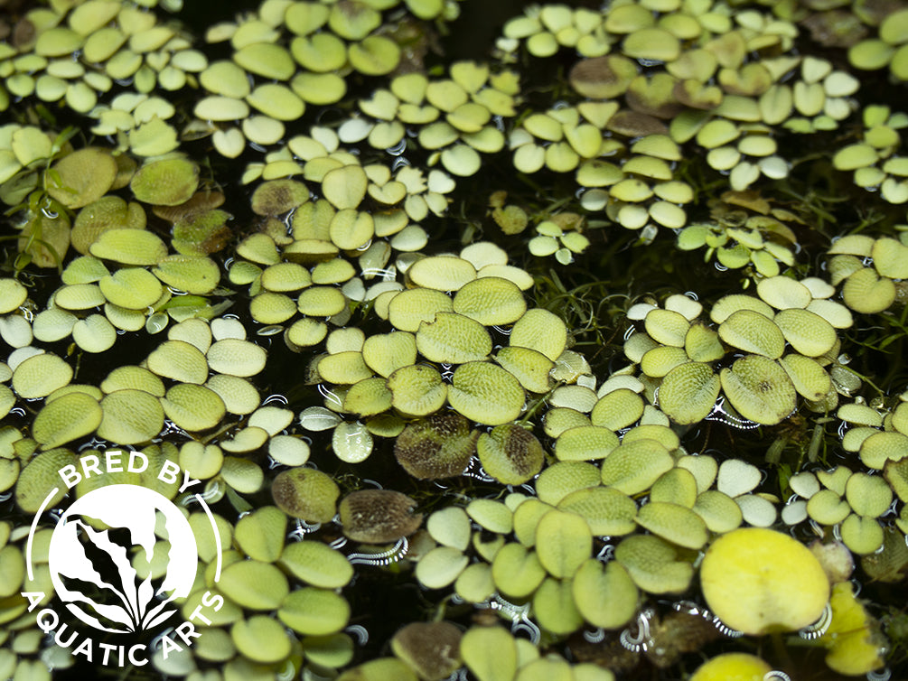 Water Spangles (Salvinia minima), Aquatic Arts Grown!