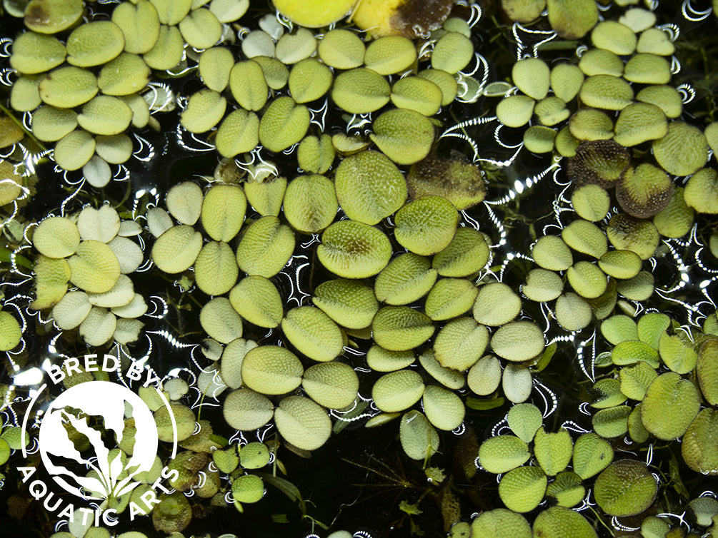 Water Spangles (Salvinia minima), Aquatic Arts Grown!