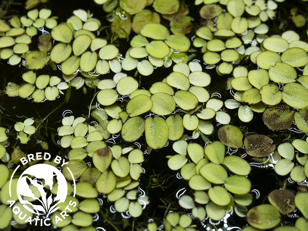 Water Spangles (Salvinia minima) - Aquatic Arts on sale today for $ 6.99