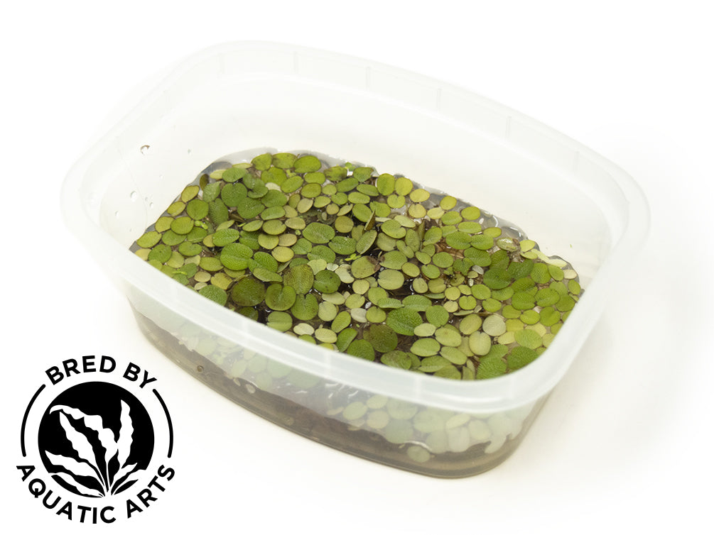 Water Spangles (Salvinia minima), Aquatic Arts Grown!