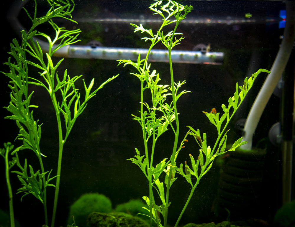 Water Sprite aka Indian Water Fern (Ceratopteris thalictroides) - 6 to 8 inch Tall Bunch