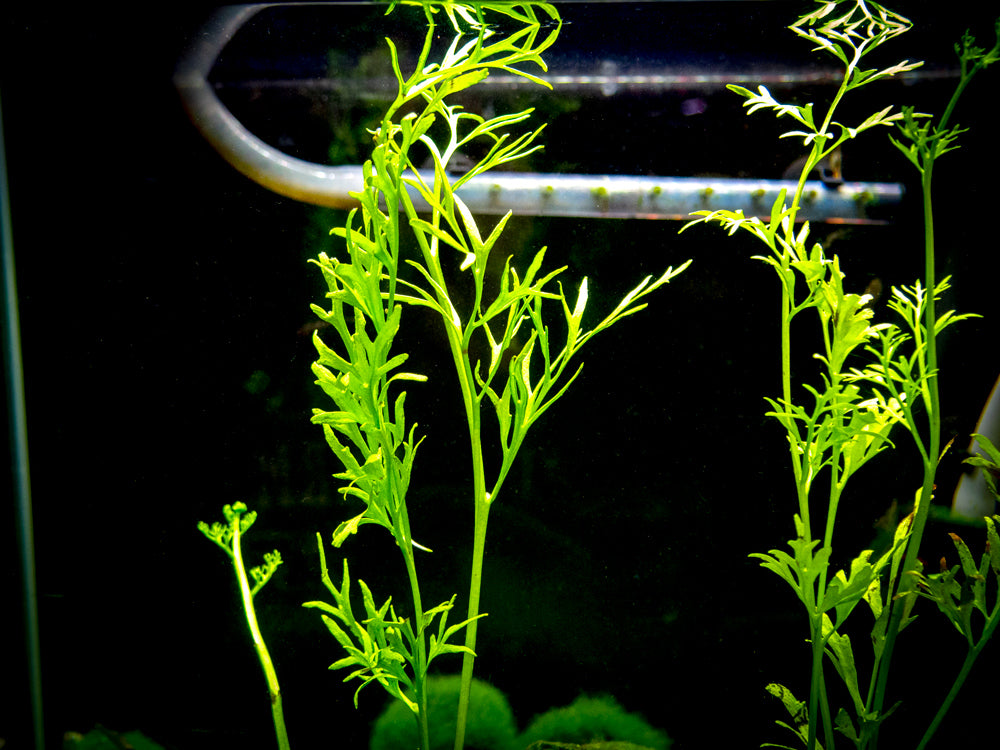 Water Sprite aka Indian Water Fern (Ceratopteris thalictroides) - 6 to 8 inch Tall Bunch