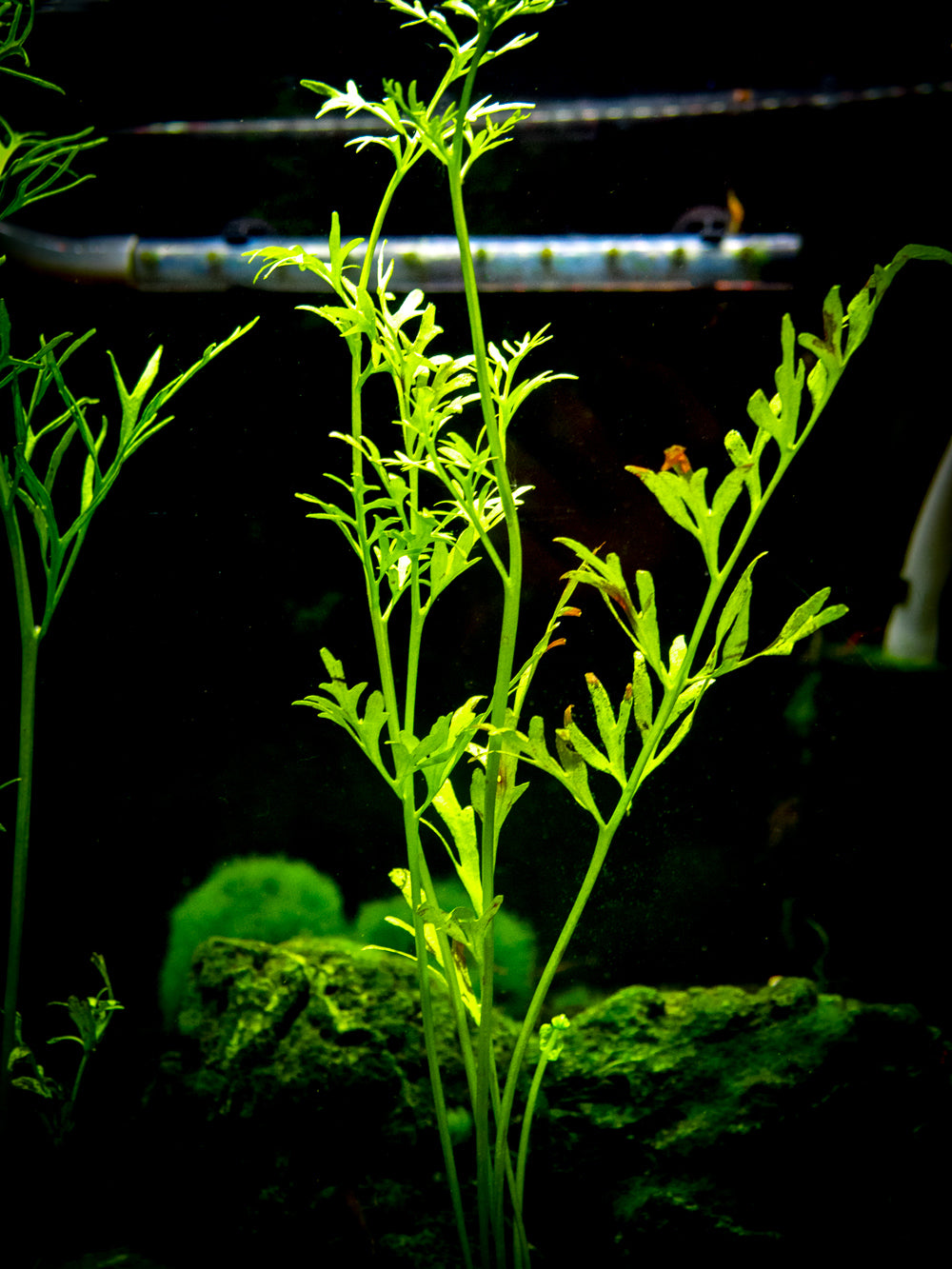 Water Sprite aka Indian Water Fern (Ceratopteris thalictroides) - 6 to 8 inch Tall Bunch