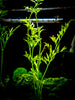 Water Sprite aka Indian Water Fern (Ceratopteris thalictroides) - 6 to 8 inch Tall Bunch