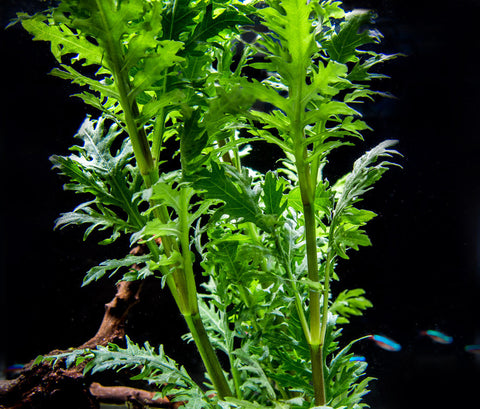 30+ Stems Package Starter Beginner Set Live Aquarium Plants Java Moss,  Micro Sword, Rosette  Sword, Anubias, Java Fern and More by Mainam