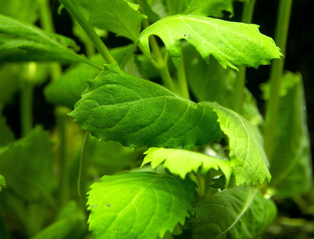 Water Wisteria (Hygrophila difformis)