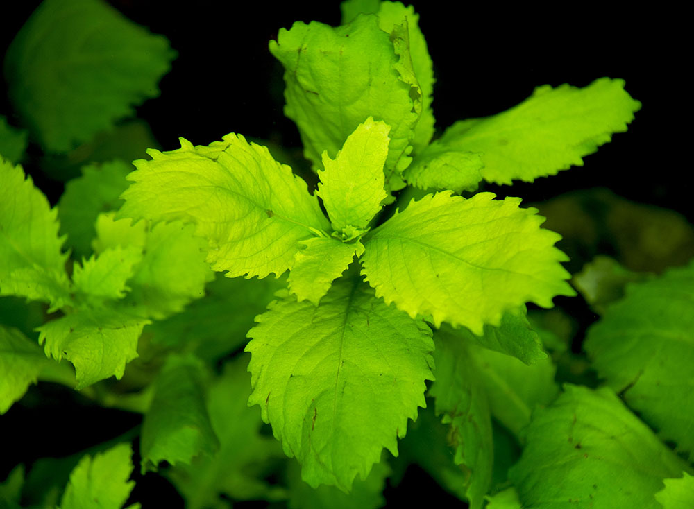 Water Wisteria (Hygrophila difformis), bunch