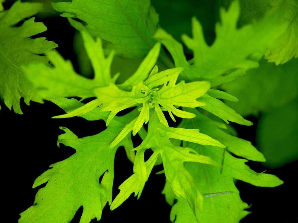 Water Wisteria (Hygrophila difformis)