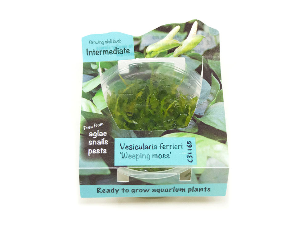 Weeping Moss (Vesicularia ferrieri) Tissue Culture