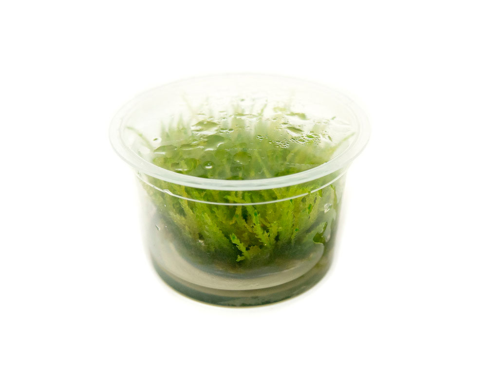 Weeping Moss (Vesicularia ferrieri) Tissue Culture