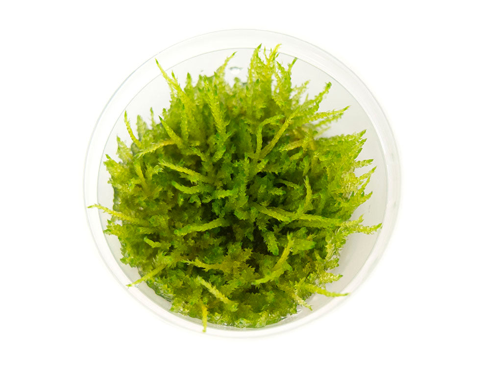 Weeping Moss (Vesicularia ferrieri) Tissue Culture