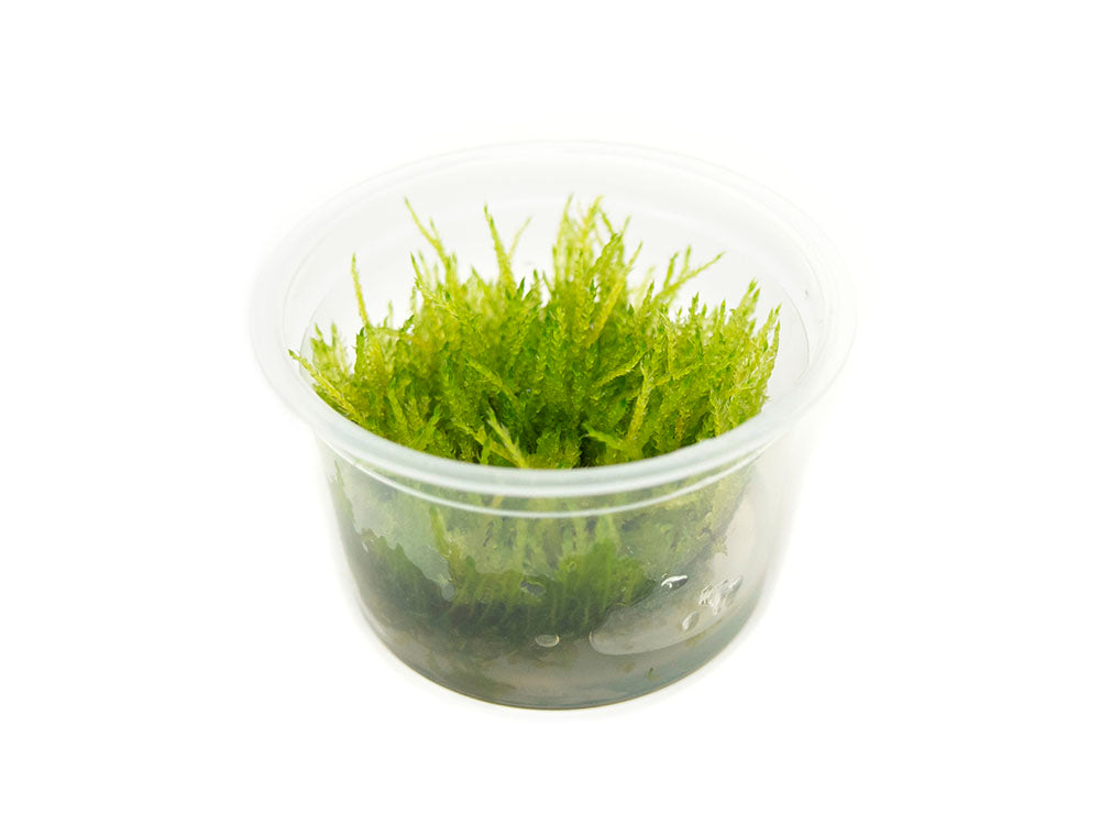 Weeping Moss (Vesicularia ferrieri) Tissue Culture