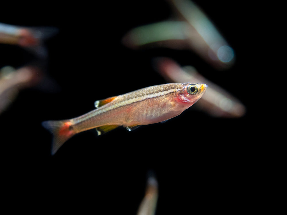 White Cloud Mountain Minnow, Tanichthys albonubes - The Australian Museum