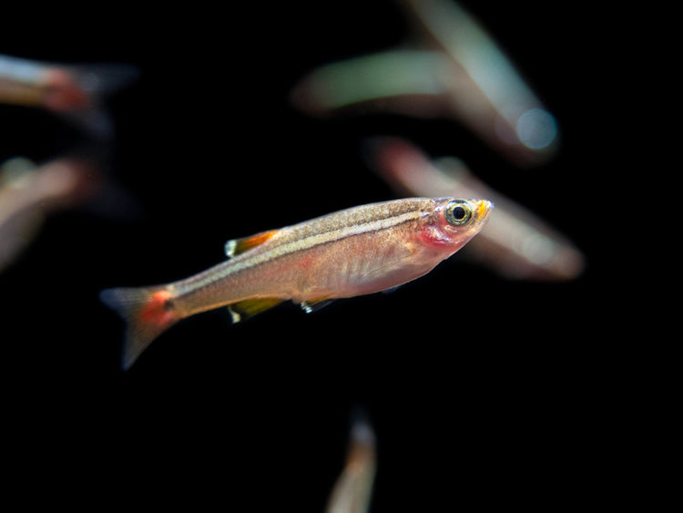 White Cloud Mountain Minnow for sale