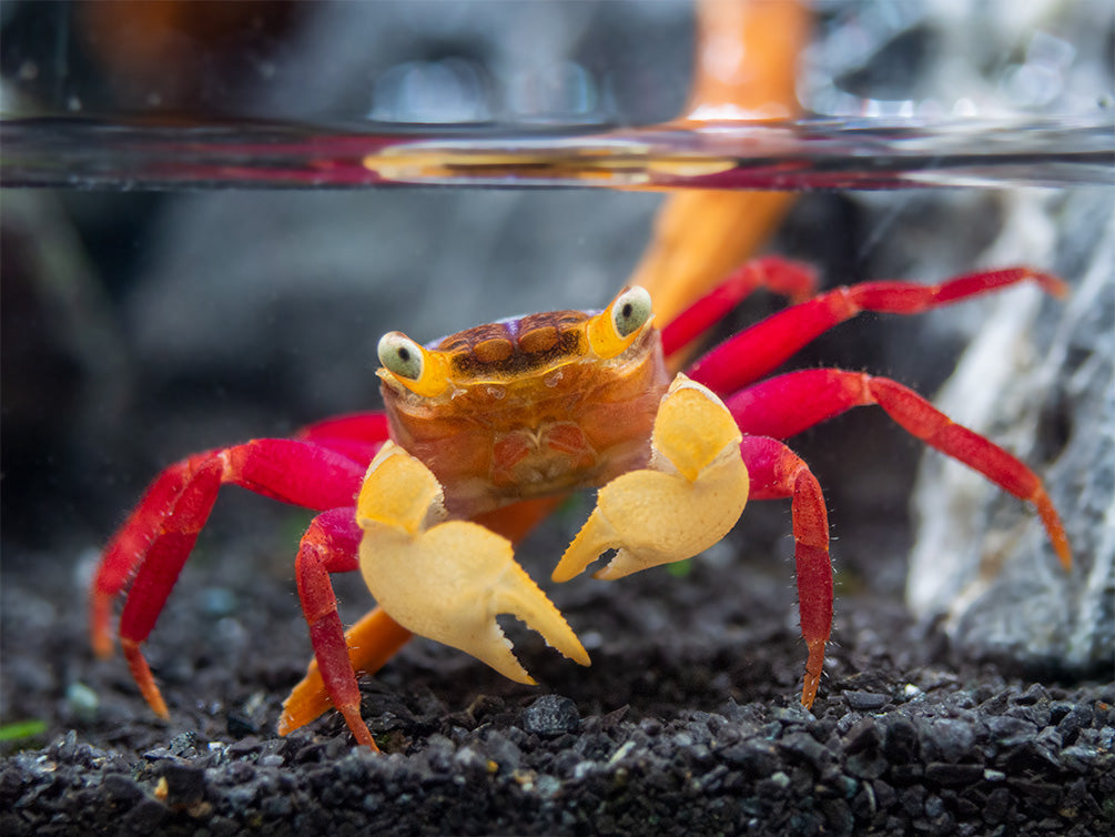 White Mandarin Vampire Crab (Geosesarma pontianak)