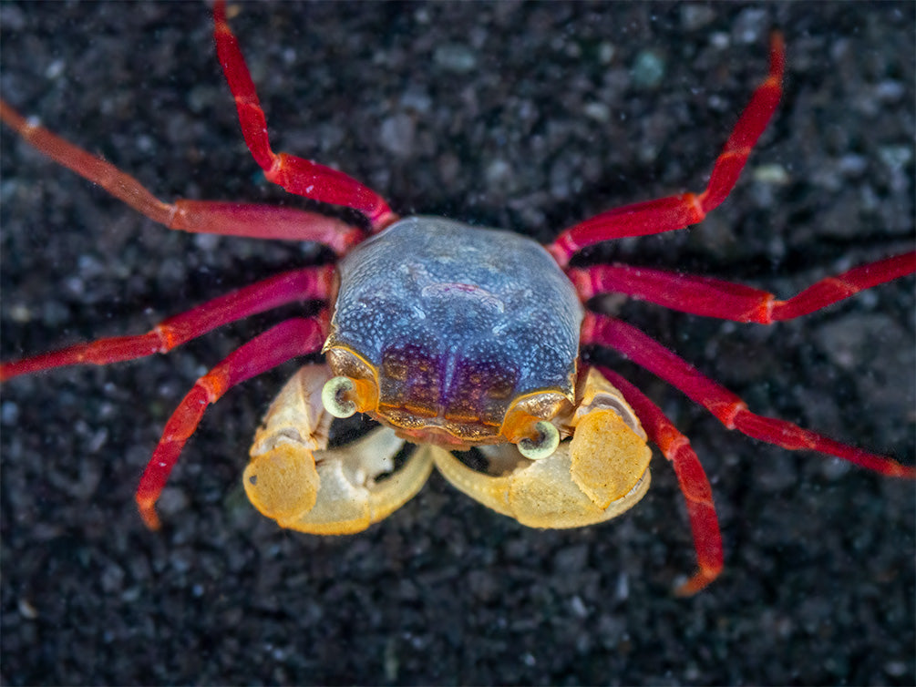 White Mandarin Vampire Crab (Geosesarma pontianak)