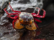 White Mandarin Vampire Crab (Geosesarma pontianak)