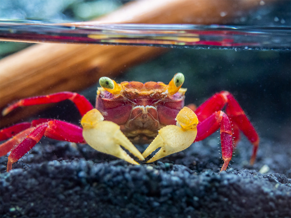 White Mandarin Vampire Crab (Geosesarma pontianak)