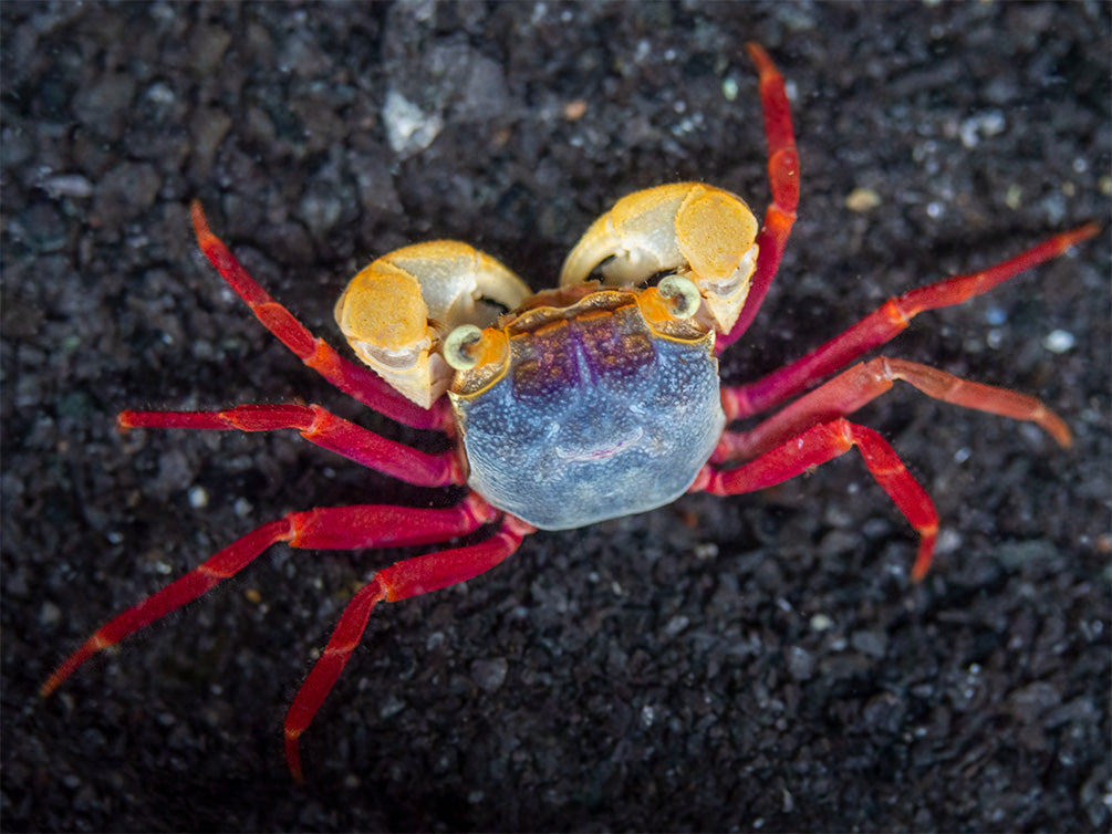 White Mandarin Vampire Crab (Geosesarma pontianak)