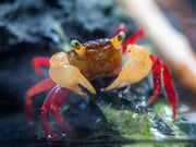 White Mandarin Vampire Crab (Geosesarma pontianak)