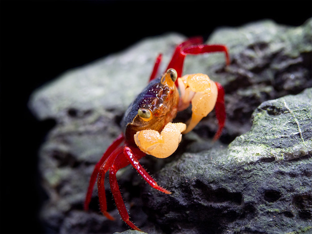 White Mandarin Vampire Crab (Geosesarma pontianak)