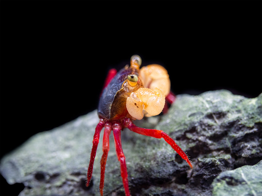 White Mandarin Vampire Crab (Geosesarma pontianak)