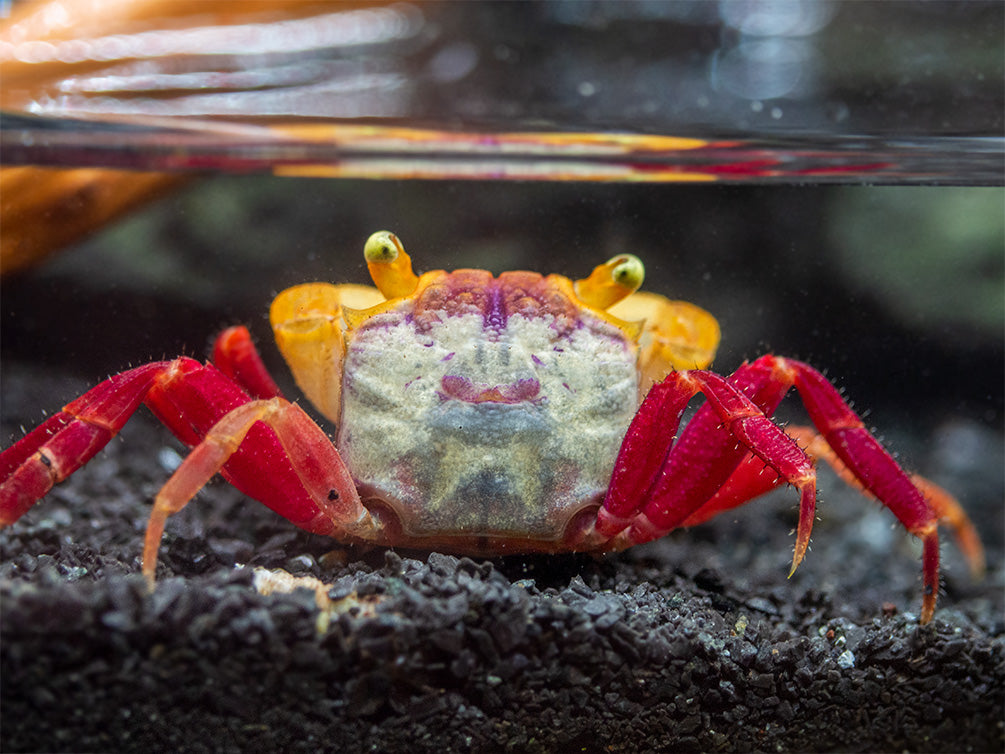 White Mandarin Vampire Crab (Geosesarma pontianak)