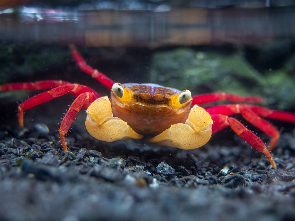 White Mandarin Vampire Crab (Geosesarma pontianak)