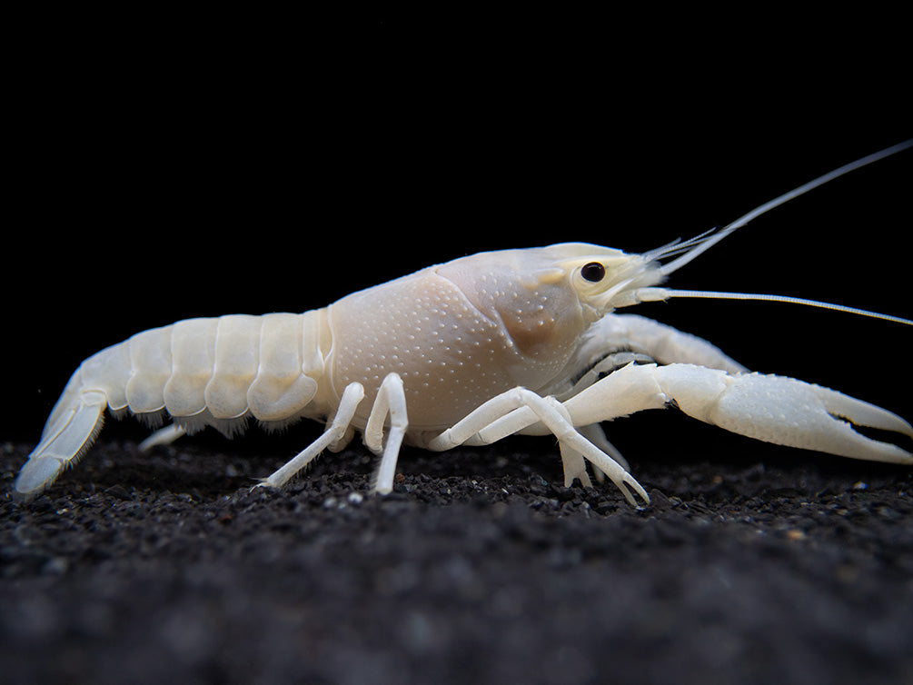 White Specter Crayfish (Procambarus clarkii) - Tank Bred!