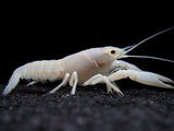 White Specter Crayfish (Procambarus clarkii) - Tank Bred!