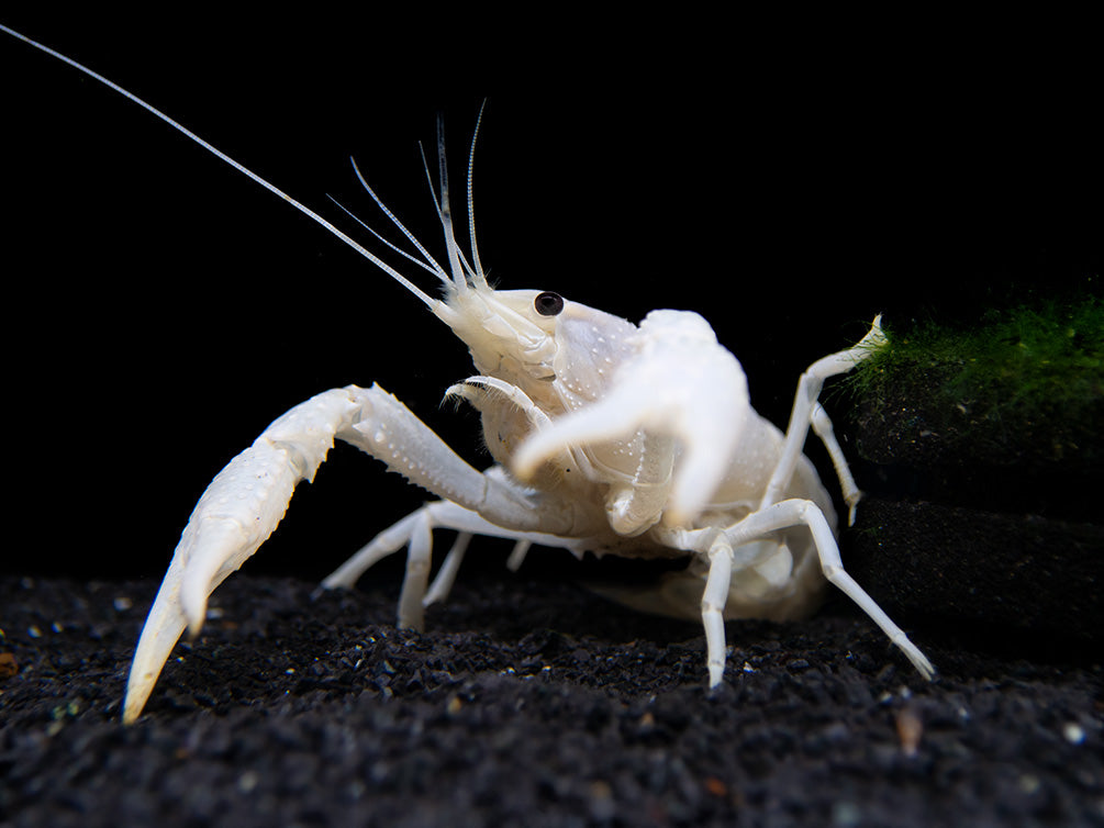 White Specter Crayfish (Procambarus clarkii) - Tank Bred!