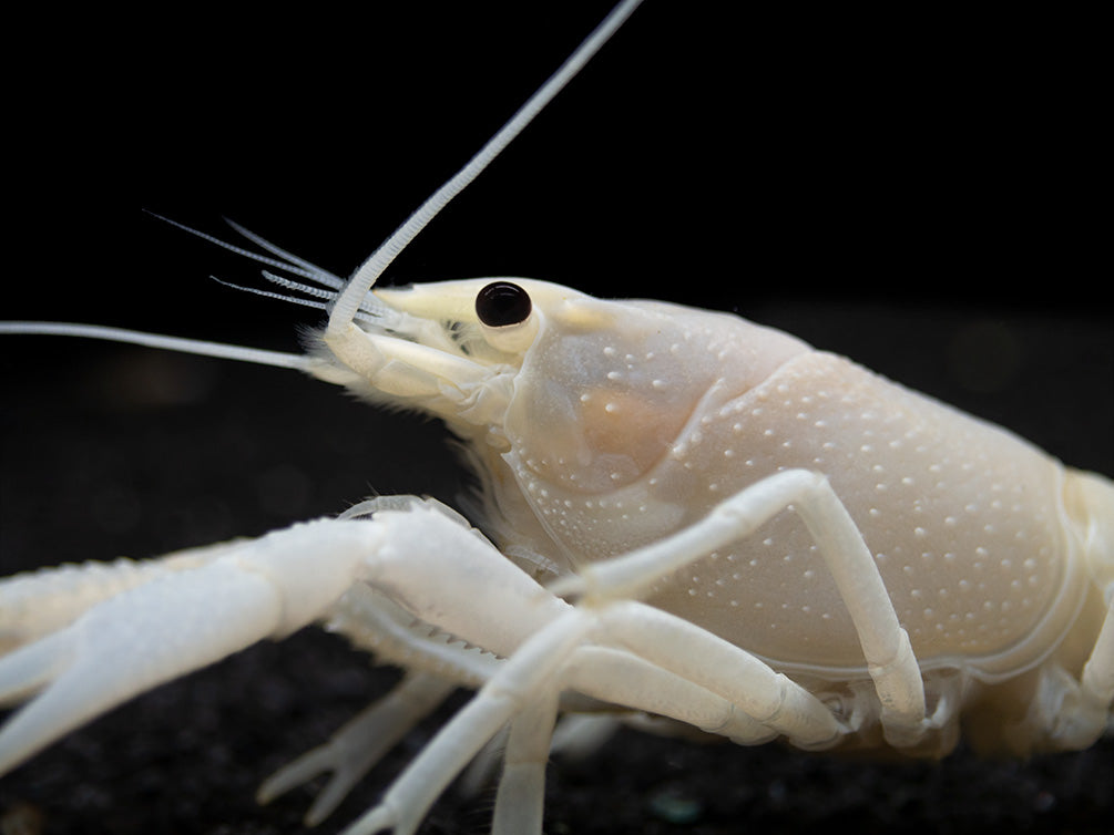 White Specter Crayfish (Procambarus clarkii) - Tank Bred!