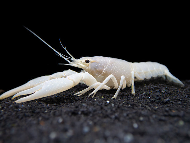 White Specter Crayfish - Aquatic Arts