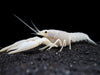 White Specter Crayfish (Procambarus clarkii) - Tank Bred!