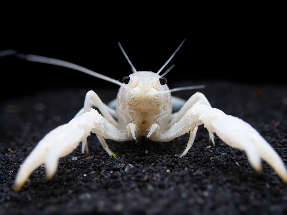 White Specter Crayfish (Procambarus clarkii) - Tank Bred!