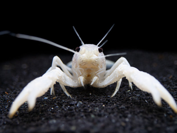 White Specter Crayfish - Aquatic Arts