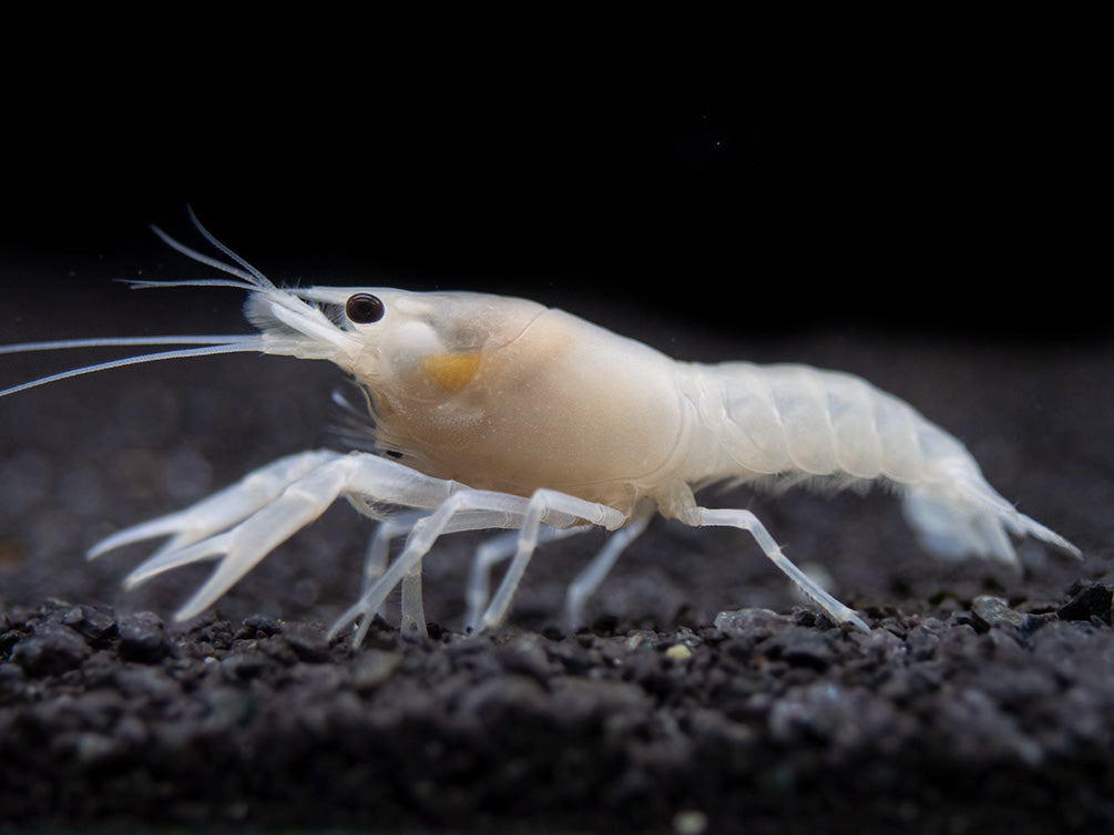 White Specter Crayfish (Procambarus clarkii) - Tank Bred!