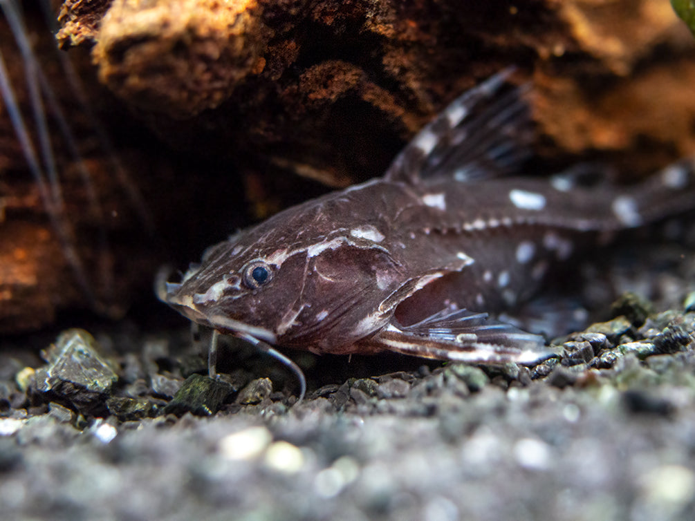 Spotted Raphael AKA Talking Catfish (Agamyxis pectinifrons), Captive-Bred!
