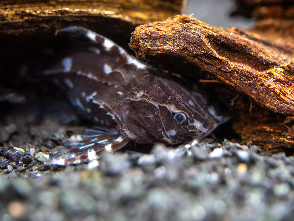 Spotted Raphael AKA Talking Catfish (Agamyxis pectinifrons), Captive-Bred!