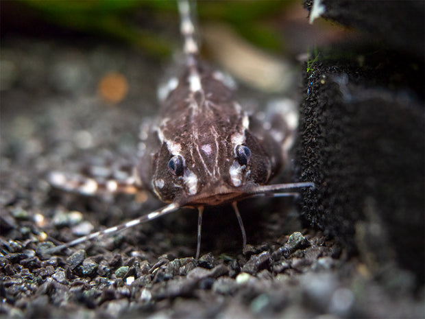 Spotted Raphael AKA Talking Catfish (Agamyxis pectinifrons), Captive-Bred!