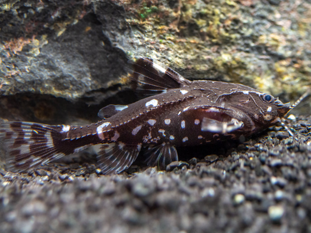 Spotted Raphael AKA Talking Catfish (Agamyxis pectinifrons), Captive-Bred!