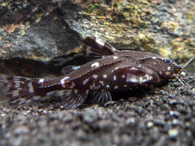 Spotted Raphael Catfish (Agamyxis pectinifrons) - Aquatic Arts