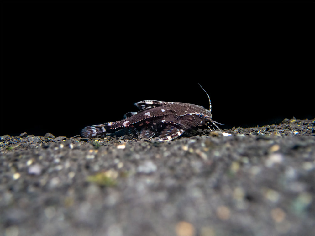 Spotted Raphael AKA Talking Catfish (Agamyxis pectinifrons), Captive-Bred!