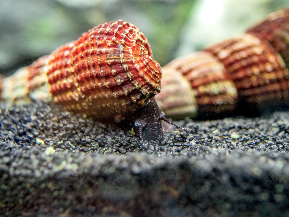 White Spotted Towuti Giant Sulawesi Rabbit Snail (Tylomelania towutensis)
