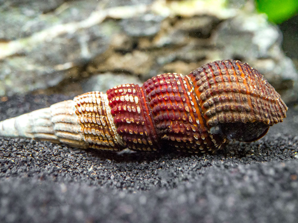 White Spotted Towuti Giant Sulawesi Rabbit Snail (Tylomelania towutensis)