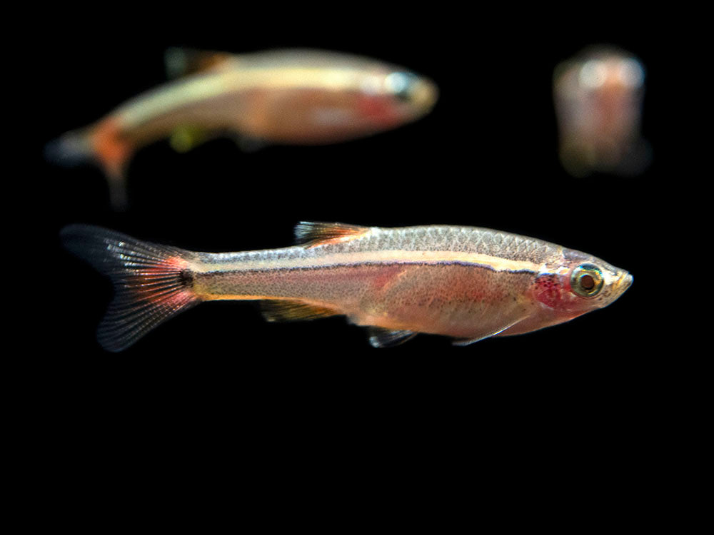 White Cloud Mountain Minnow for sale